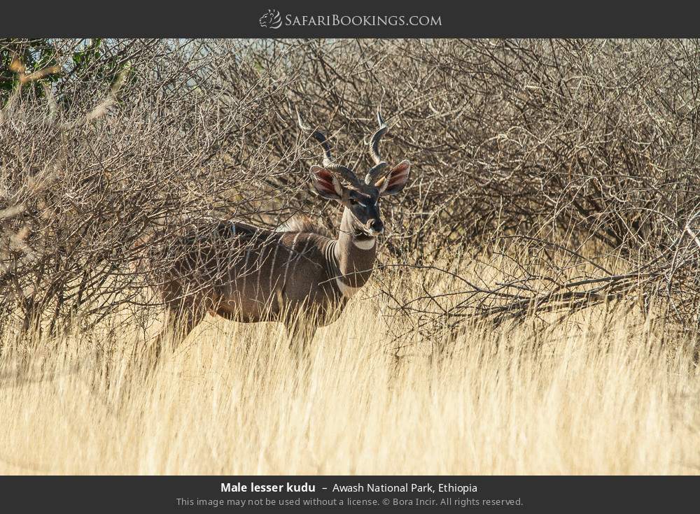 Male lesser kudu in Awash National Park, Ethiopia