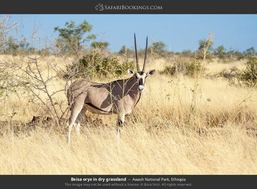 Beisa oryx in dry grassland in Awash National Park, Ethiopia