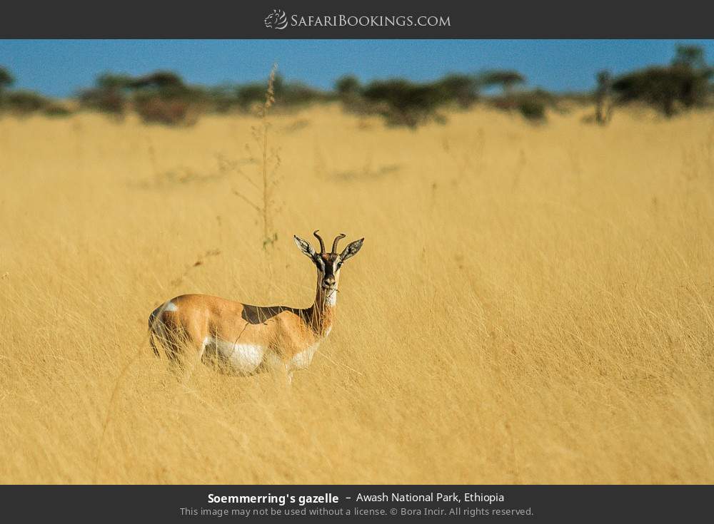 Soemmerring's gazelle in Awash National Park, Ethiopia