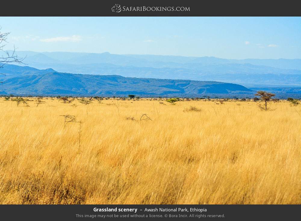 Grassland scenery in Awash National Park, Ethiopia