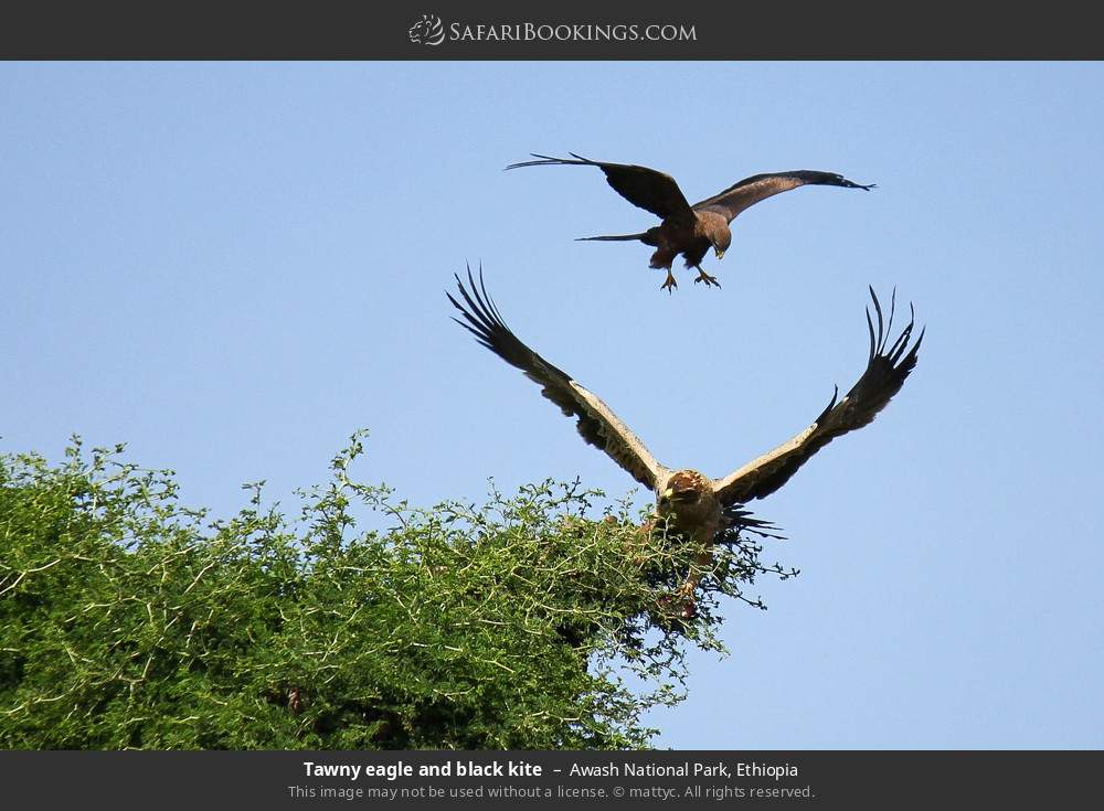 Tawny eagle and black kite in Awash National Park, Ethiopia