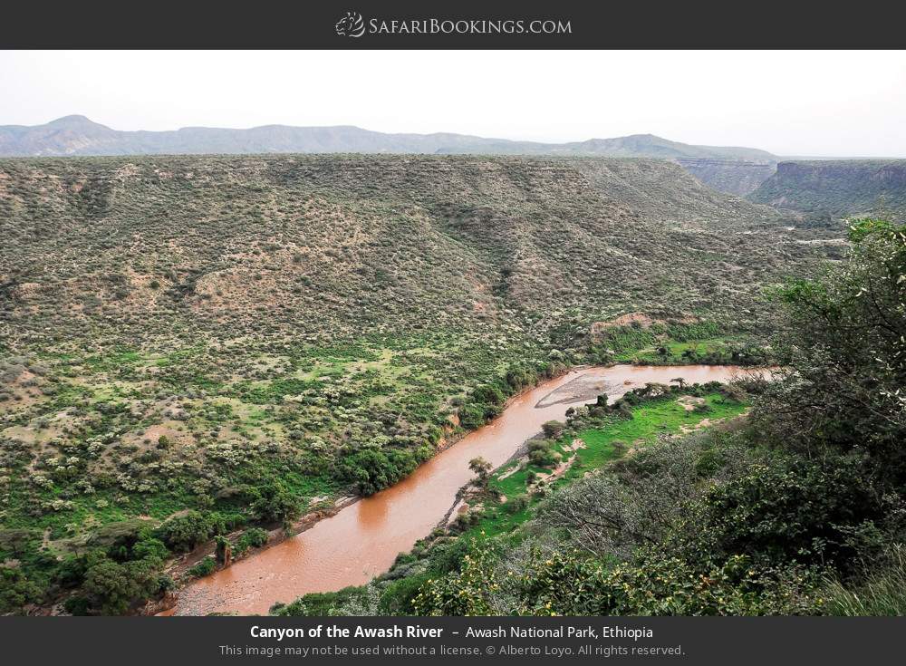 Canyon of the Awash River in Awash National Park, Ethiopia