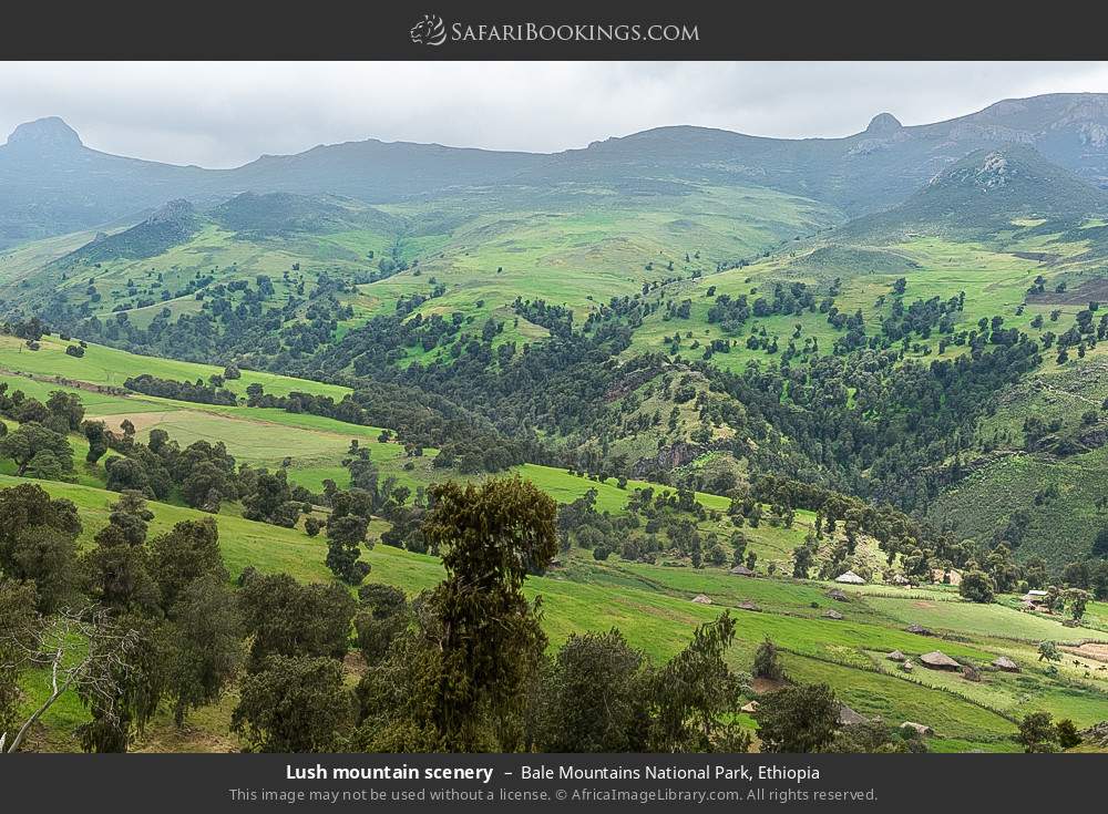 Lush mountain scenery in Bale Mountains National Park, Ethiopia