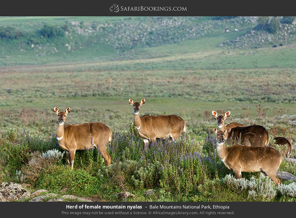 Herd of female mountain nyalas in Bale Mountains National Park, Ethiopia