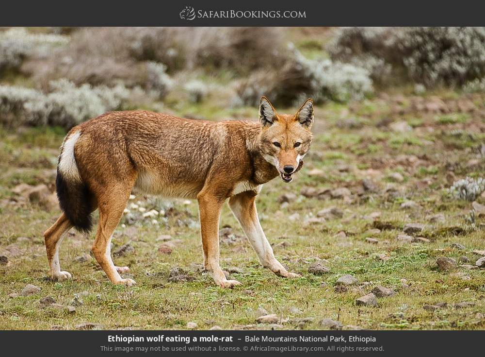 Ethiopian wolf eating a mole-rat in Bale Mountains National Park, Ethiopia