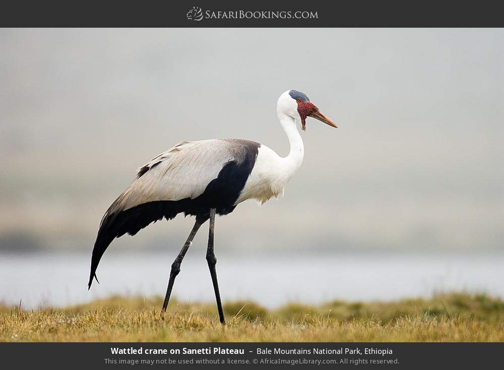 Wattled crane on Sanetti Plateau in Bale Mountains National Park, Ethiopia