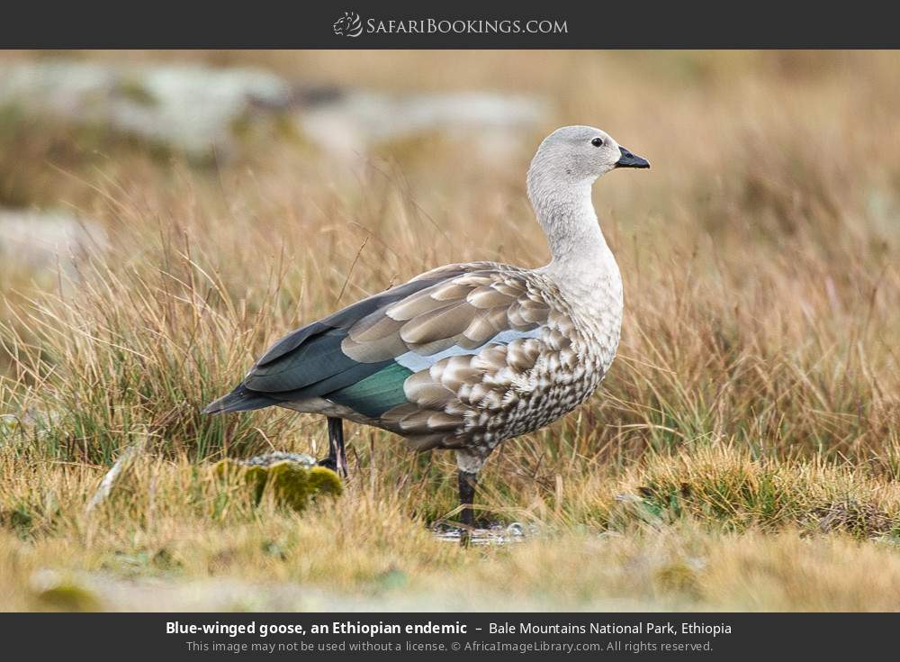 Blue-winged goose, an Ethiopian endemic in Bale Mountains National Park, Ethiopia