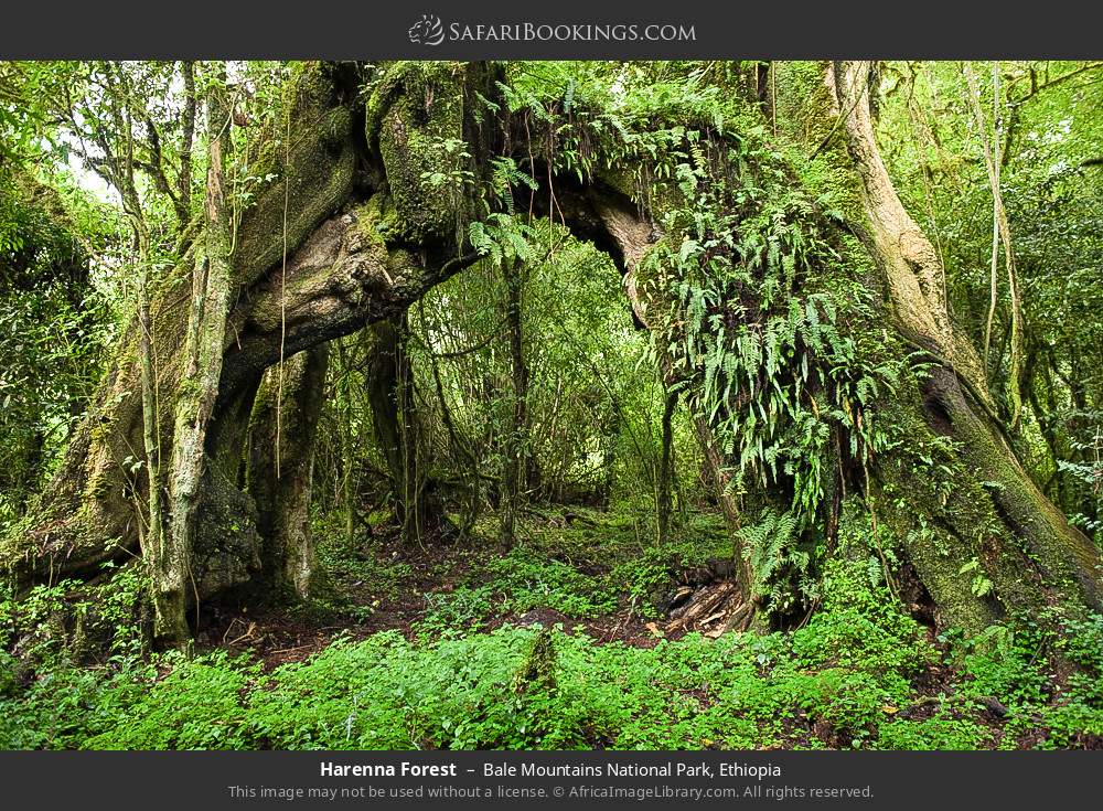 Harenna Forest in Bale Mountains National Park, Ethiopia