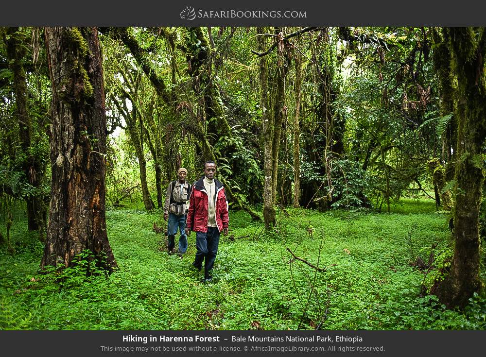 Hiking in Harenna Forest in Bale Mountains National Park, Ethiopia