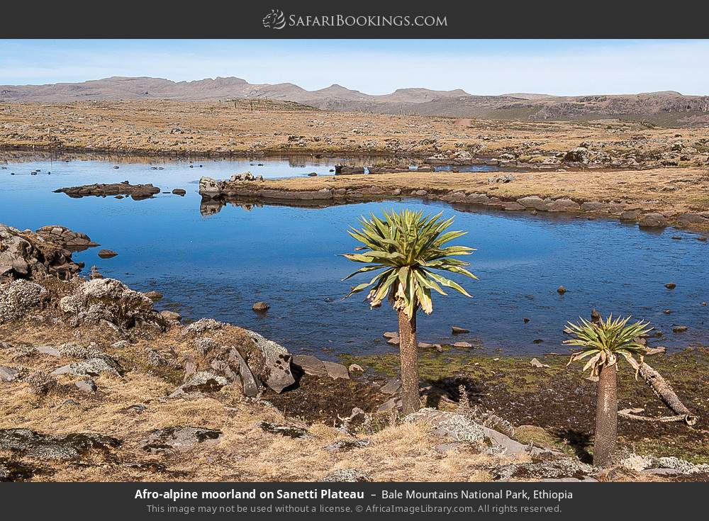 Afro-alpine moorland on Sanetti Plateau in Bale Mountains National Park, Ethiopia