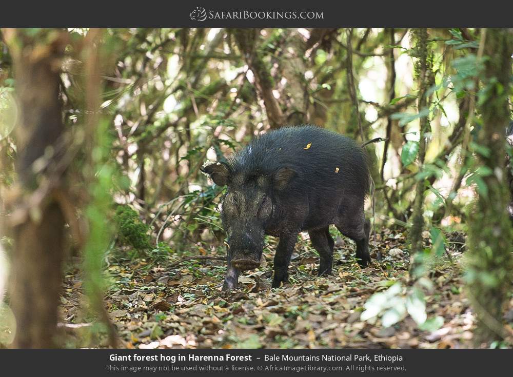 Giant forest hog in Harenna Forest in Bale Mountains National Park, Ethiopia