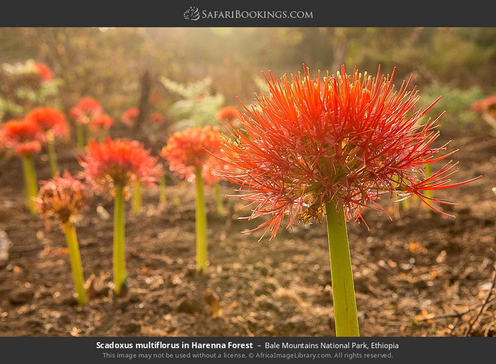 Scadoxus multiflorus in Harenna Forest in Bale Mountains National Park, Ethiopia