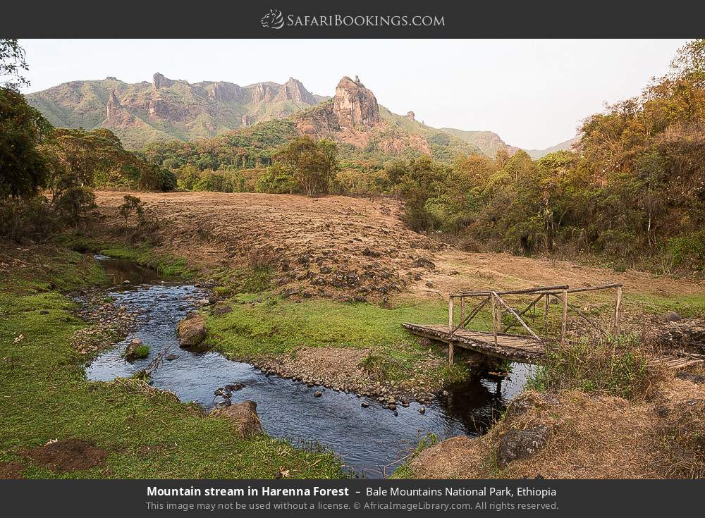 Mountain stream in Harenna Forest in Bale Mountains National Park, Ethiopia