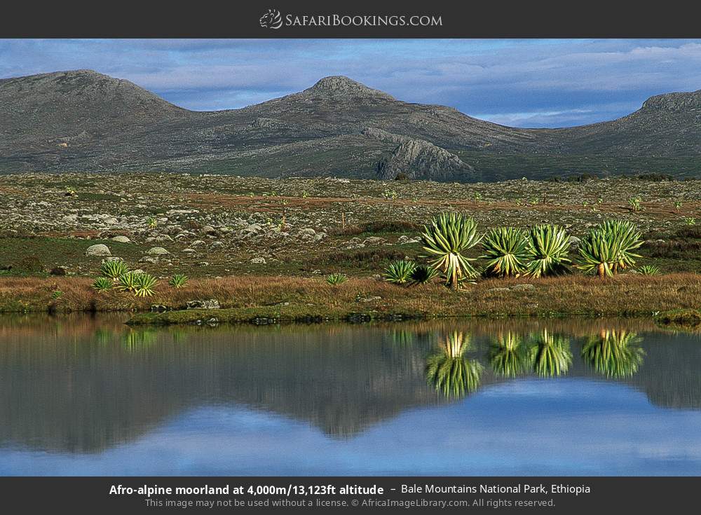 Afro-alpine moorland at 4,000m/13,123ft altitude in Bale Mountains National Park, Ethiopia