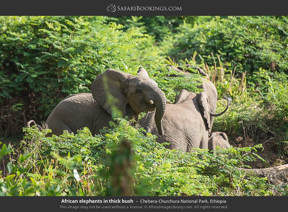 African elephants in thick bush in Chebera-Churchura National Park, Ethiopia