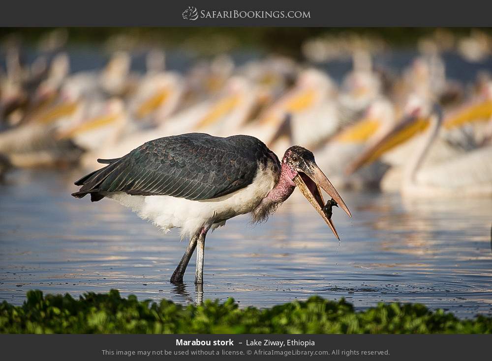 Marabou stork in Lake Ziway, Ethiopia
