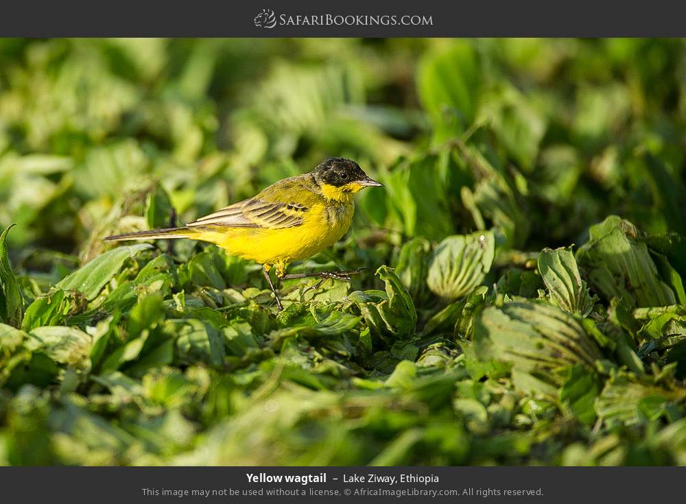 Yellow wagtail in Lake Ziway, Ethiopia
