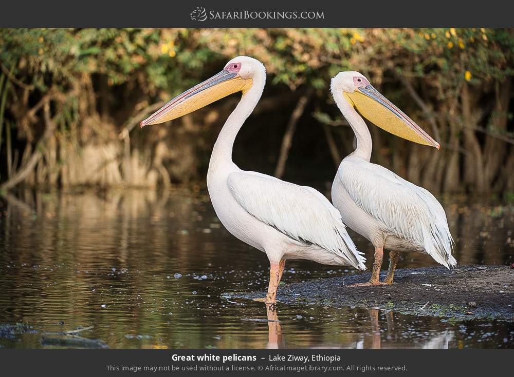 Great white pelicans in Lake Ziway, Ethiopia