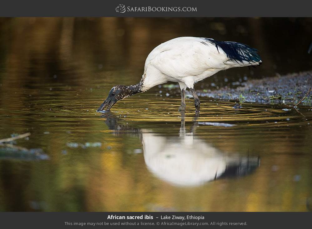 African sacred ibis in Lake Ziway, Ethiopia