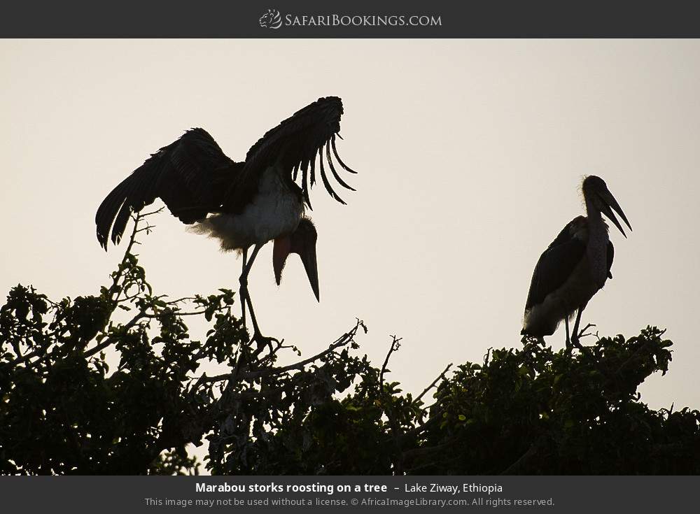 Marabou storks roosting on a tree in Lake Ziway, Ethiopia
