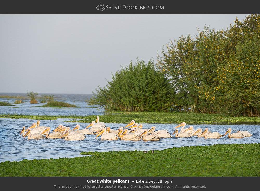 Great white pelicans in Lake Ziway, Ethiopia