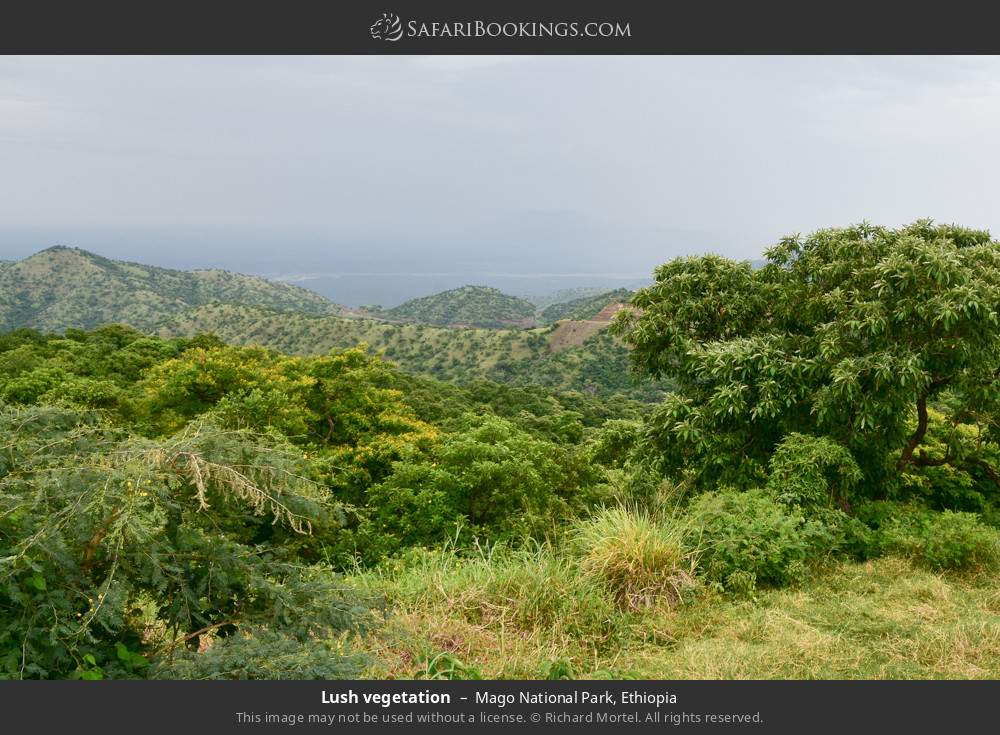 Lush vegetation in Mago National Park, Ethiopia