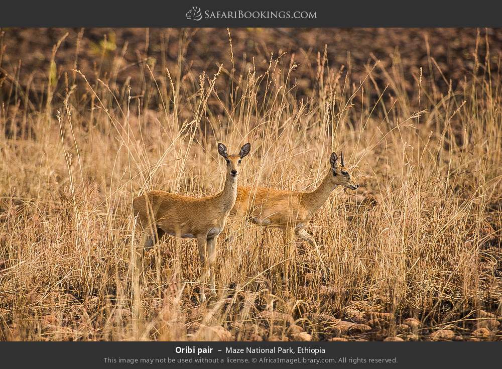 Oribi pair in Maze National Park, Ethiopia