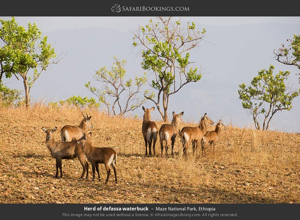 Herd of defassa waterbuck in Maze National Park, Ethiopia