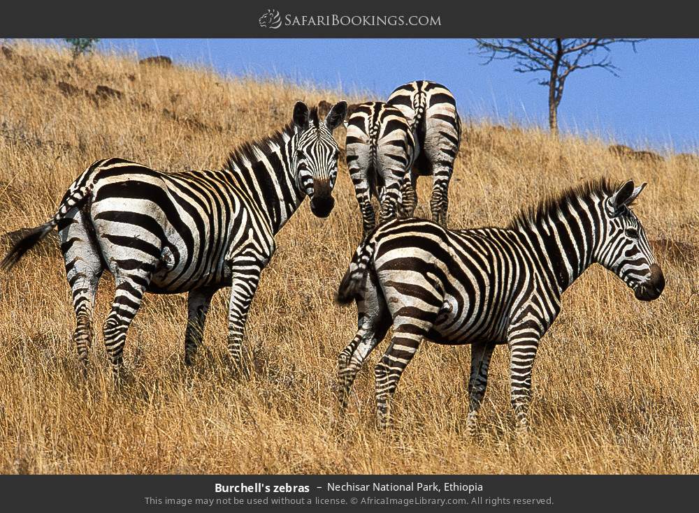 Burchell's zebras in Nechisar National Park, Ethiopia