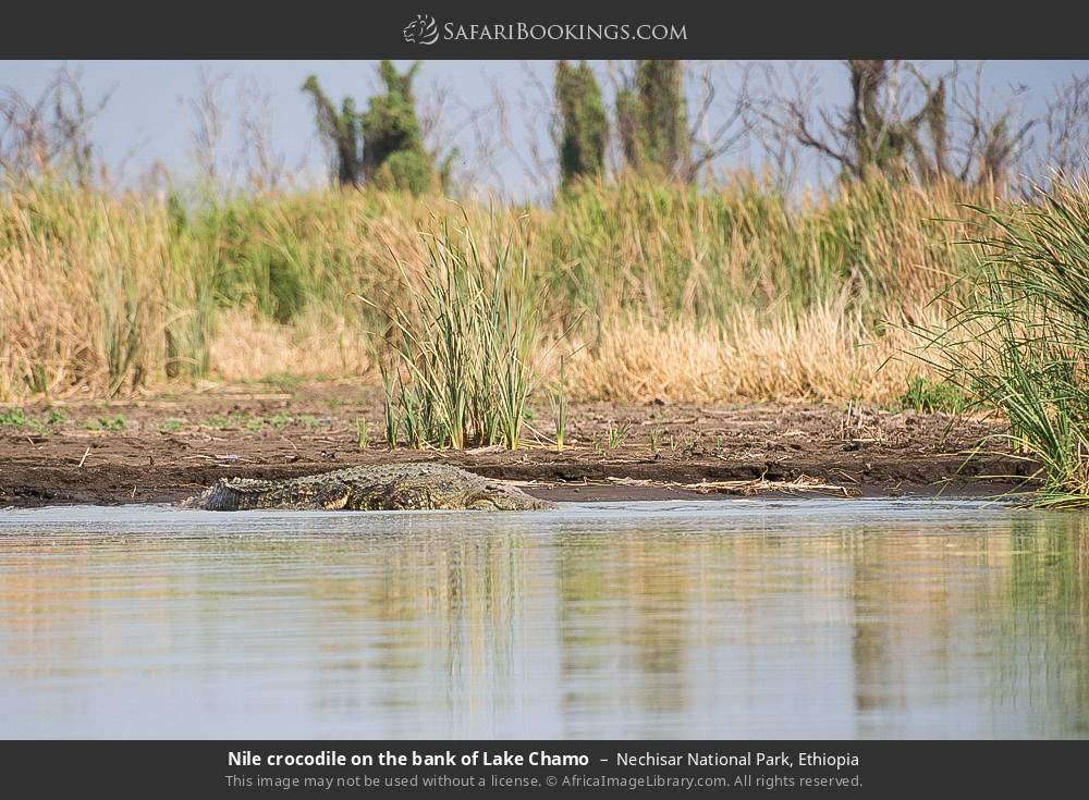 Nile crocodile on the bank of Lake Chamo in Nechisar National Park, Ethiopia