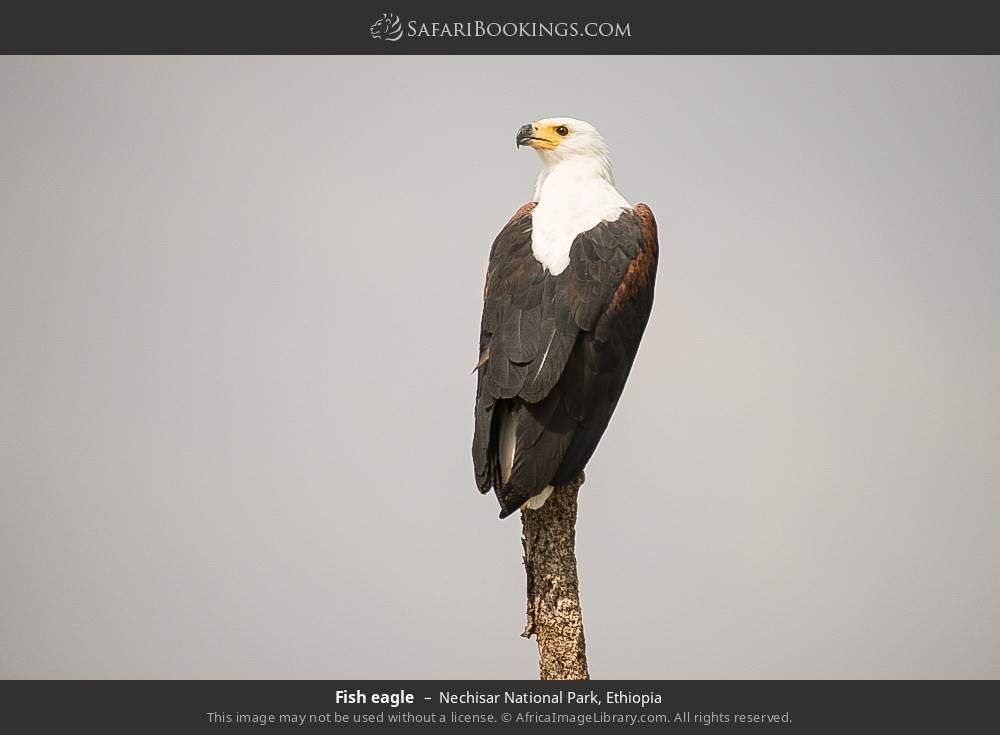 Fish eagle in Nechisar National Park, Ethiopia