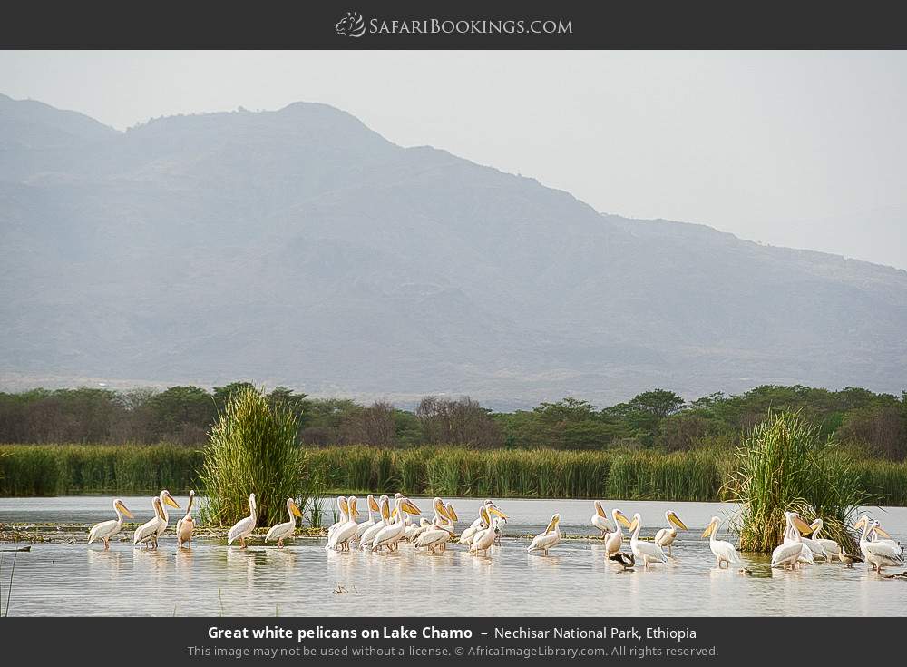 Great white pelicans on Lake Chamo in Nechisar National Park, Ethiopia