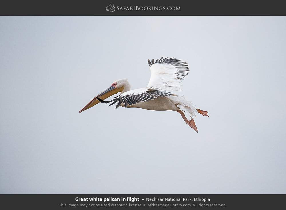 Great white pelican in flight in Nechisar National Park, Ethiopia