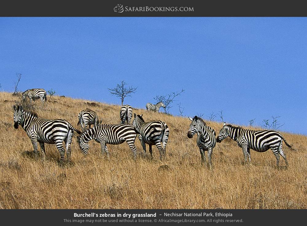 Plains zebras in dry grassland in Nechisar National Park, Ethiopia