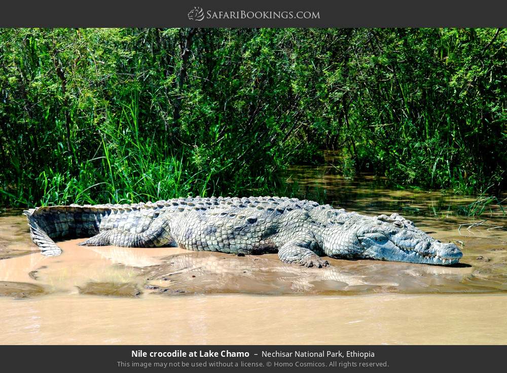 Nile crocodile at Lake Chamo in Nechisar National Park, Ethiopia