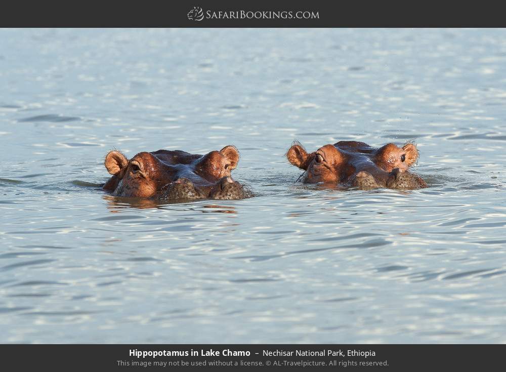 Hippopotamus in Lake Chamo in Nechisar National Park, Ethiopia
