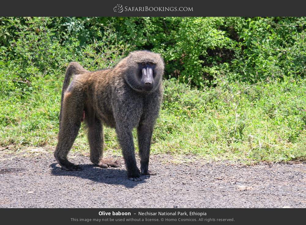 Olive baboon in Nechisar National Park, Ethiopia