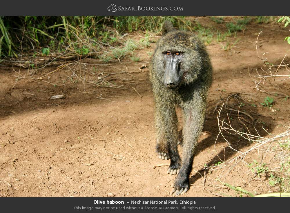 Olive baboon in Nechisar National Park, Ethiopia