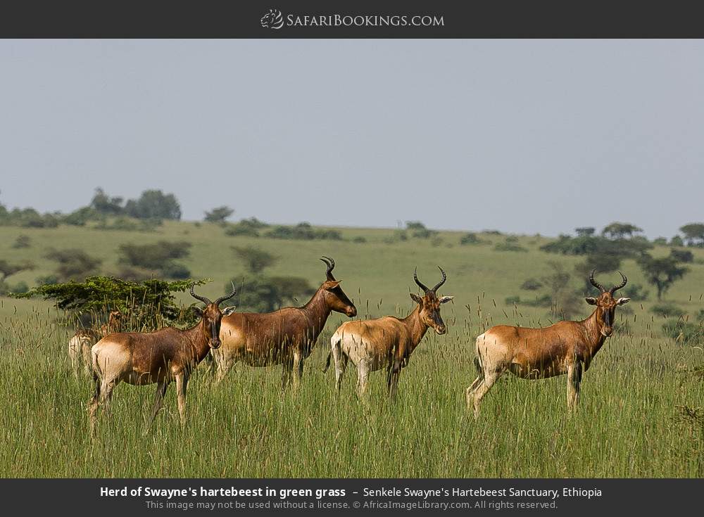 Herd of Swayne's hartebeest in green grass in Senkele Swayne's Hartebeest Sanctuary, Ethiopia