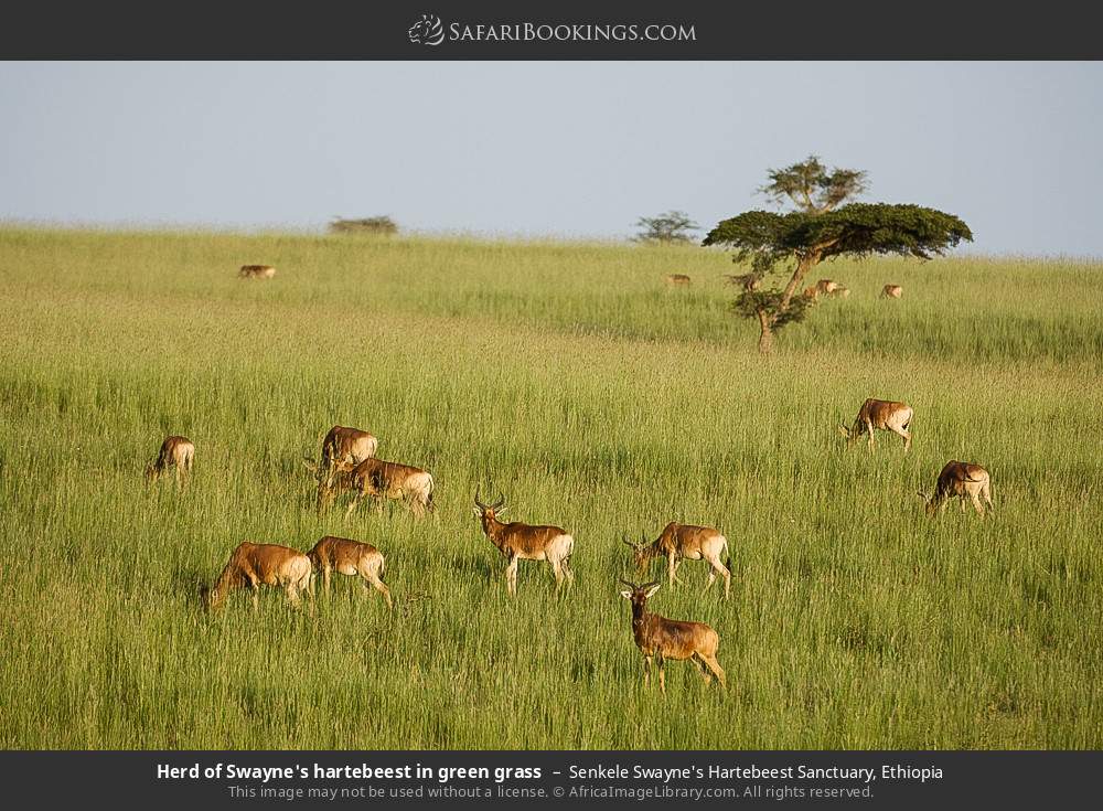 Herd of Swayne's hartebeest in green grass in Senkele Swayne's Hartebeest Sanctuary, Ethiopia