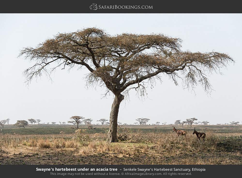 Swayne's hartebeest under an acacia tree in Senkele Swayne's Hartebeest Sanctuary, Ethiopia