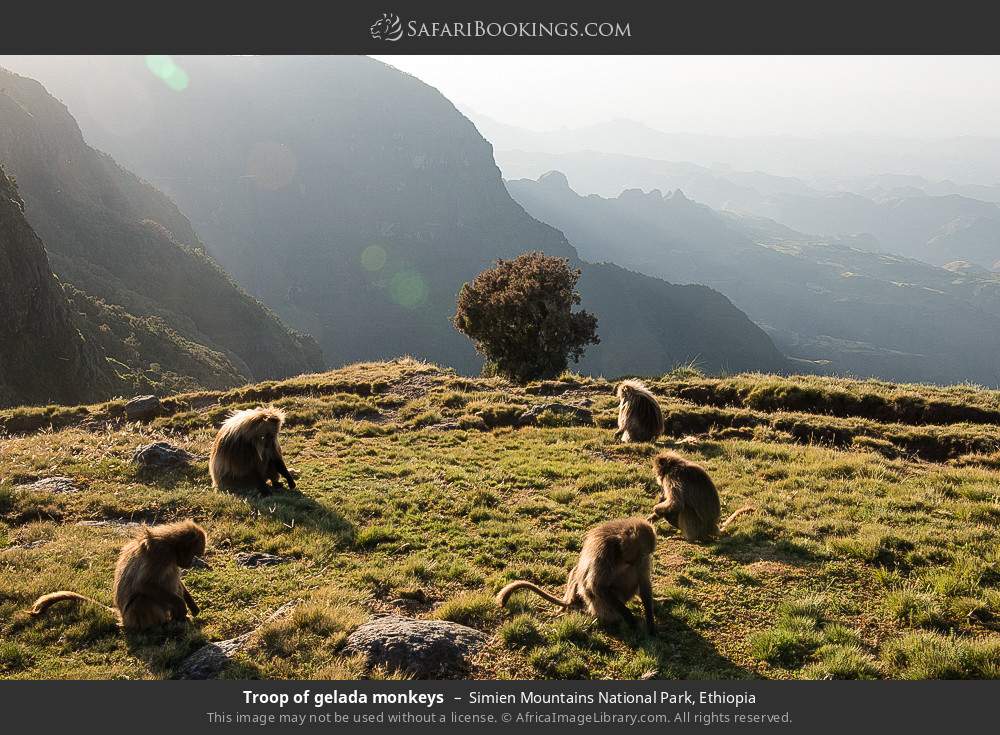Troop of gelada monkeys in Simien Mountains National Park, Ethiopia