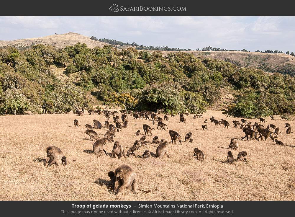 Troop of gelada monkeys in Simien Mountains National Park, Ethiopia