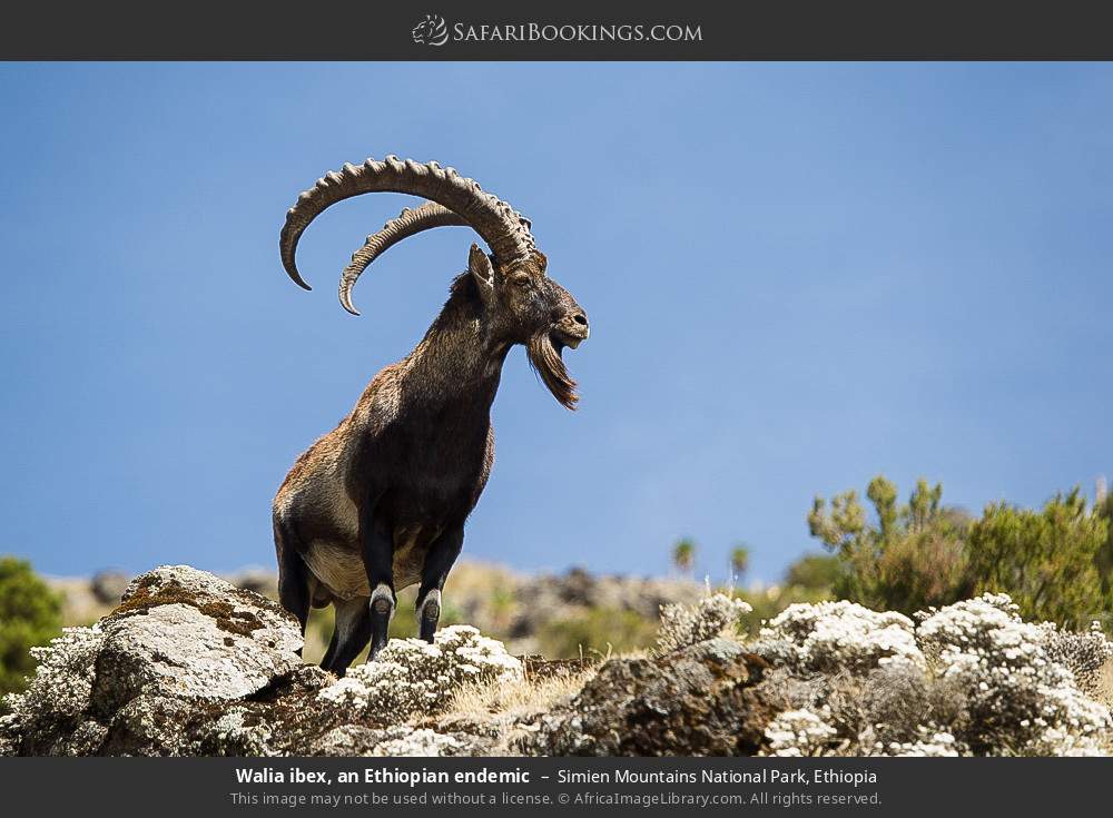 Walia ibex, an Ethiopian endemic in Simien Mountains National Park, Ethiopia
