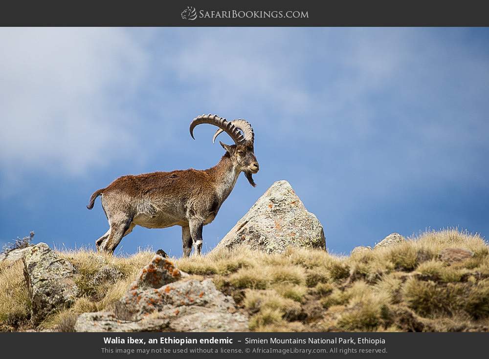Walia ibex, an Ethiopian endemic in Simien Mountains National Park, Ethiopia