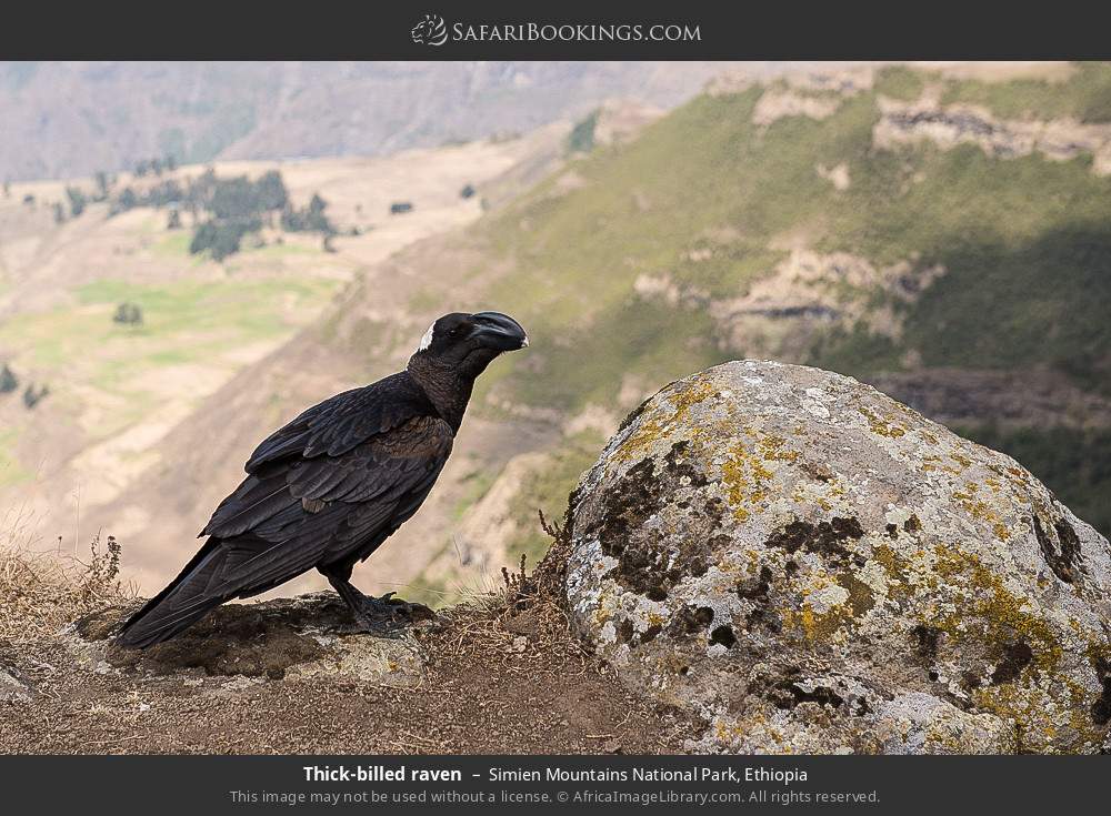 Thick-billed raven in Simien Mountains National Park, Ethiopia