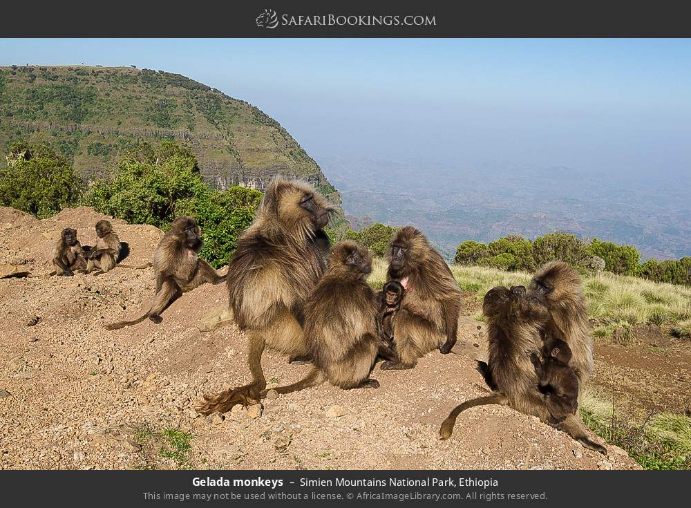 Gelada monkeys in Simien Mountains National Park, Ethiopia
