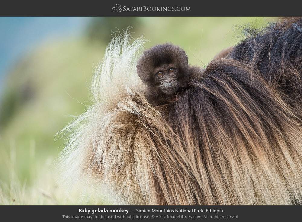 Baby gelada monkey in Simien Mountains National Park, Ethiopia