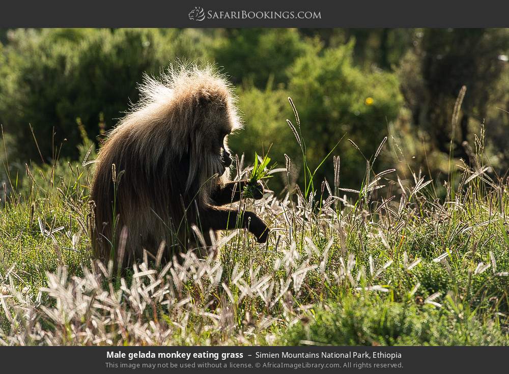 Male gelada monkey eating grass in Simien Mountains National Park, Ethiopia