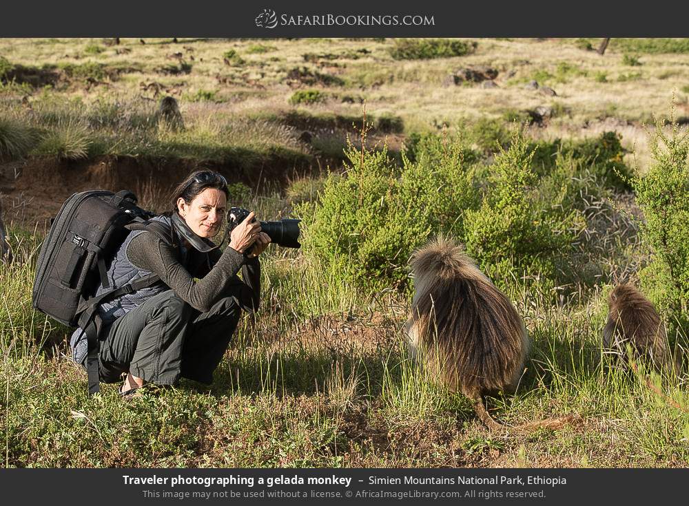 Traveler photographing a gelada monkey in Simien Mountains National Park, Ethiopia